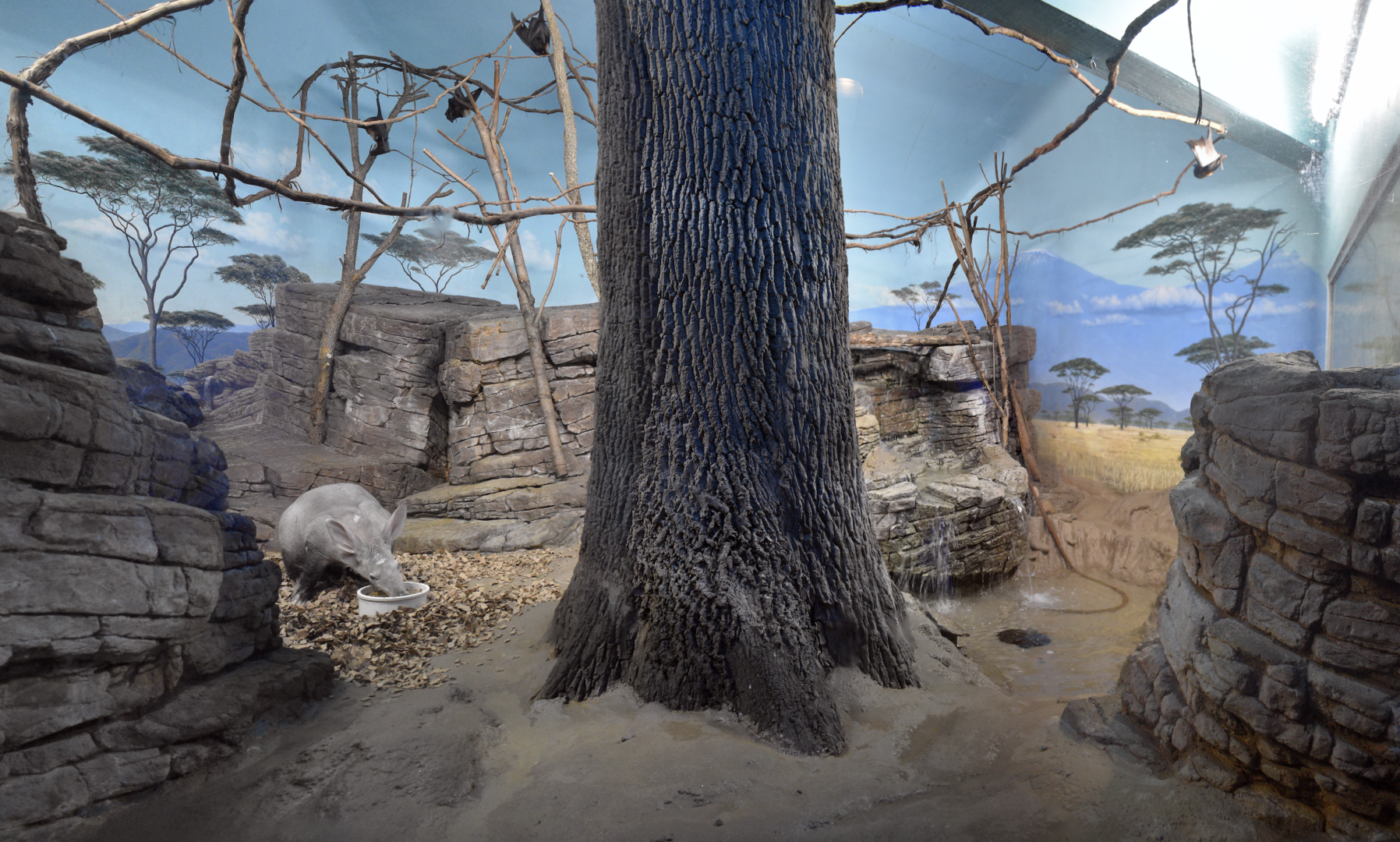 Apr. 2023 - Night Hunters - Aardvark + Indian Flying Fox Exhibit