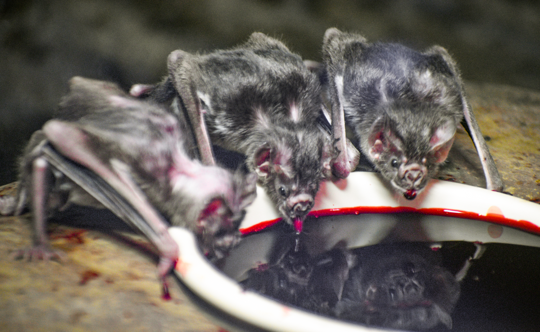 Apr. 2023 - Night Hunters - Common Vampire Bats