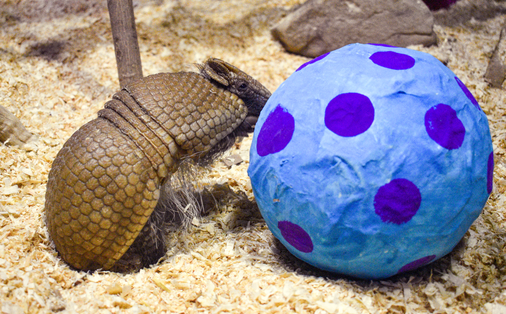 Apr. 2023 - Night Hunters - Southern Three-handed Armadillo Playing With Their "Easter Egg"