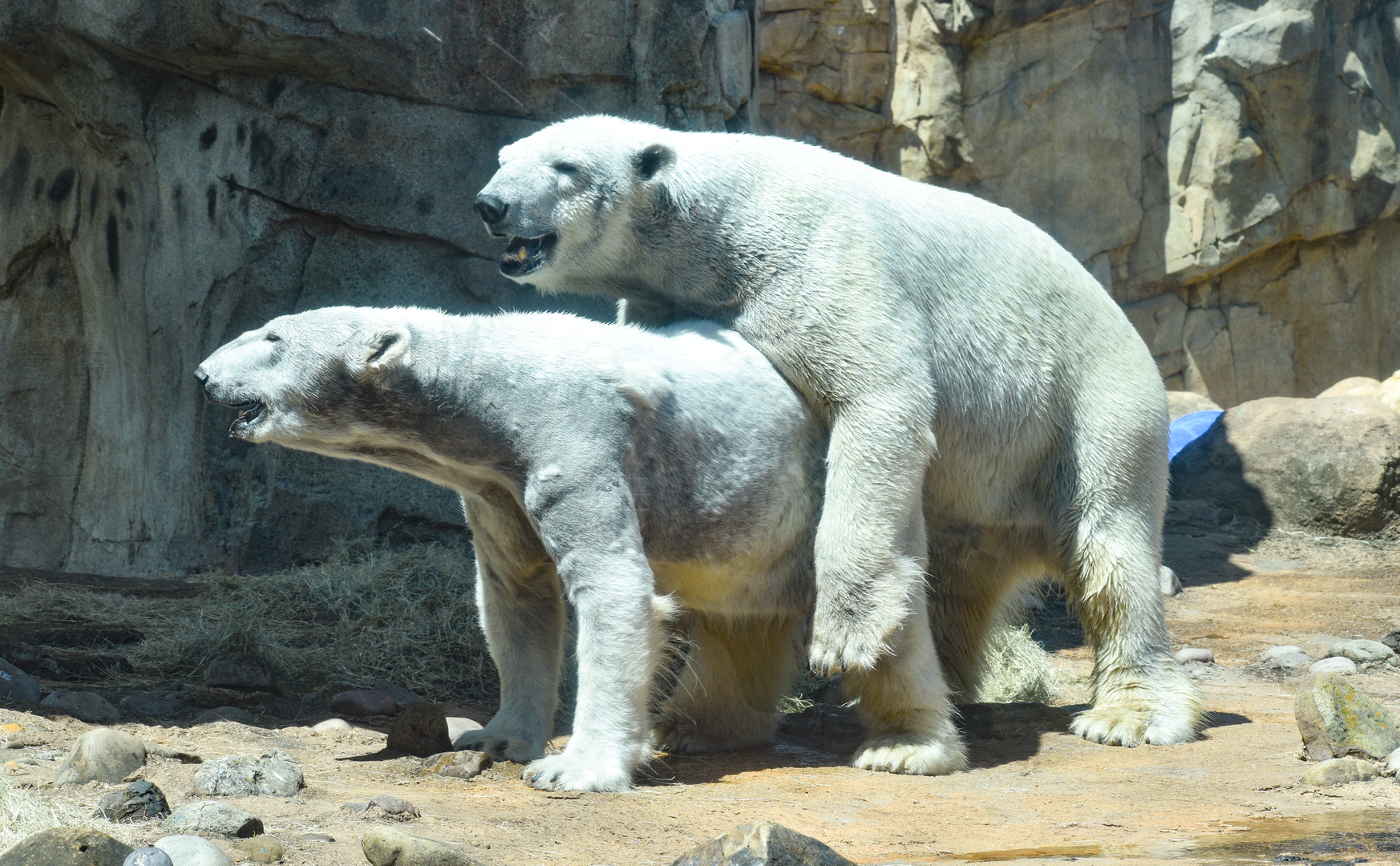 Apr. 2023 - Northwest Passage - Polar Bears Mating