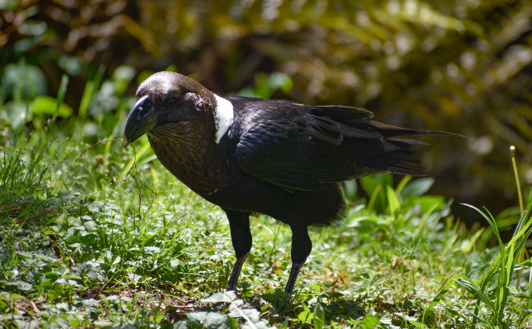 Apr. 2023 - Northwest Passage - Raven