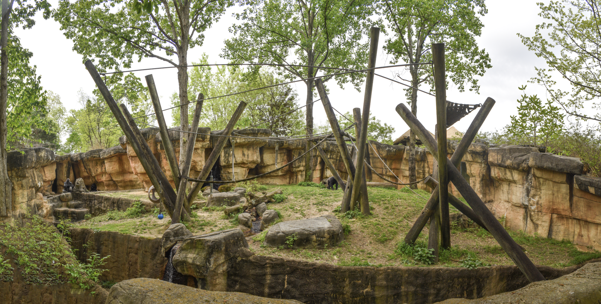 Apr. 2023 - Primate Canyon - Gorilla Exhibit Panorama