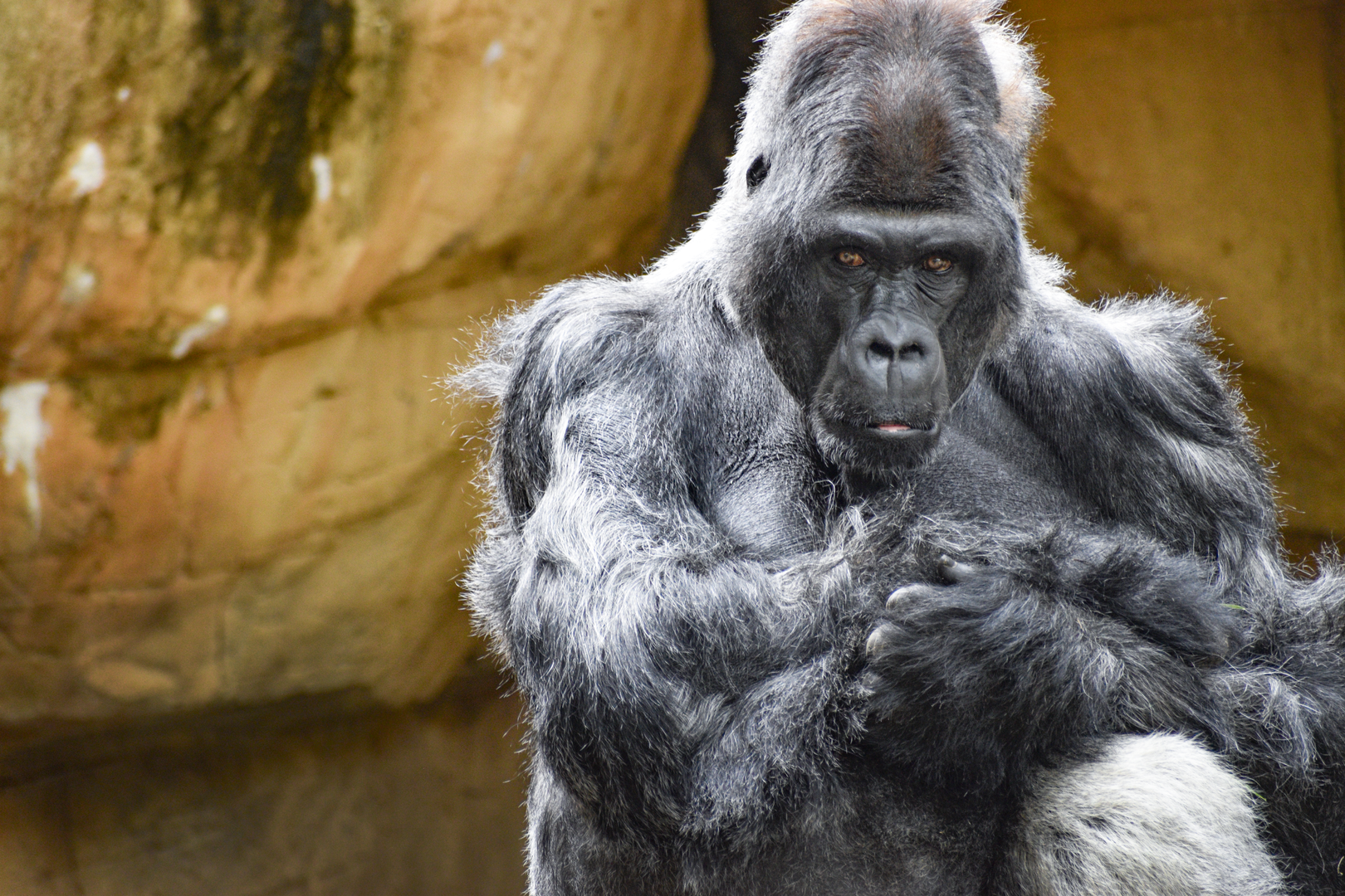 Apr. 2023 - Primate Canyon - Mwelu