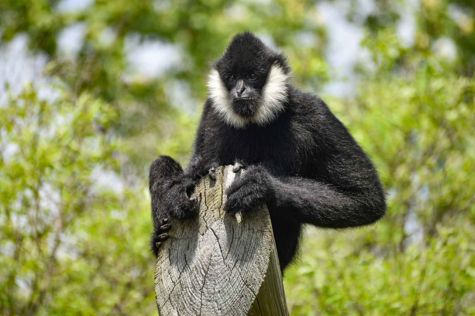Apr. 2023 - Primate Canyon - White-cheeked Gibbon