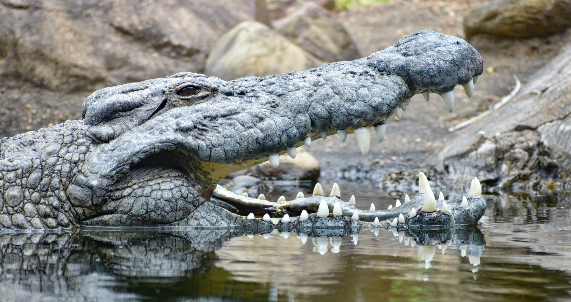 Apr. 2023 - Zambezi River Hippo Camp - Nile Crocodile