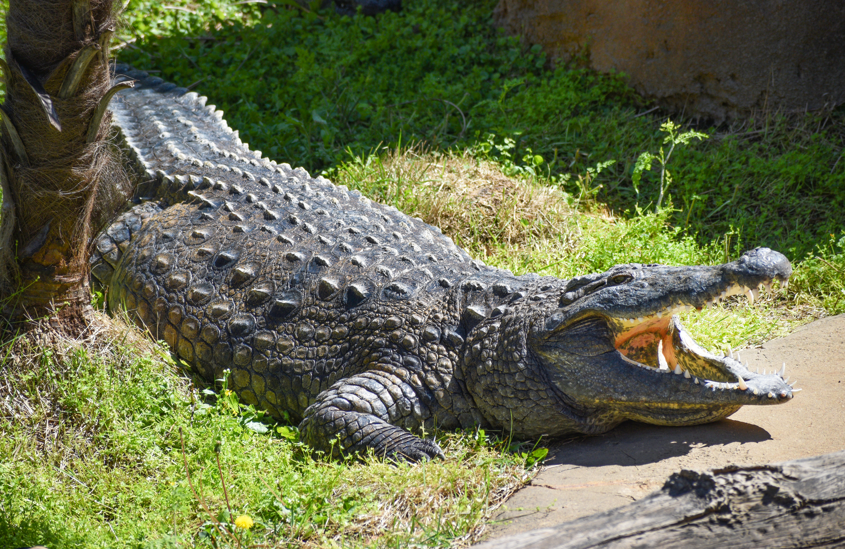 Apr. 2023 - Zambezi River Hippo Camp - Nile Crocodile