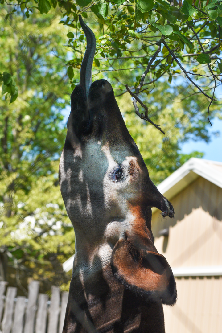 Apr. 2023 - Zambezi River Hippo Camp - Okapi Reach