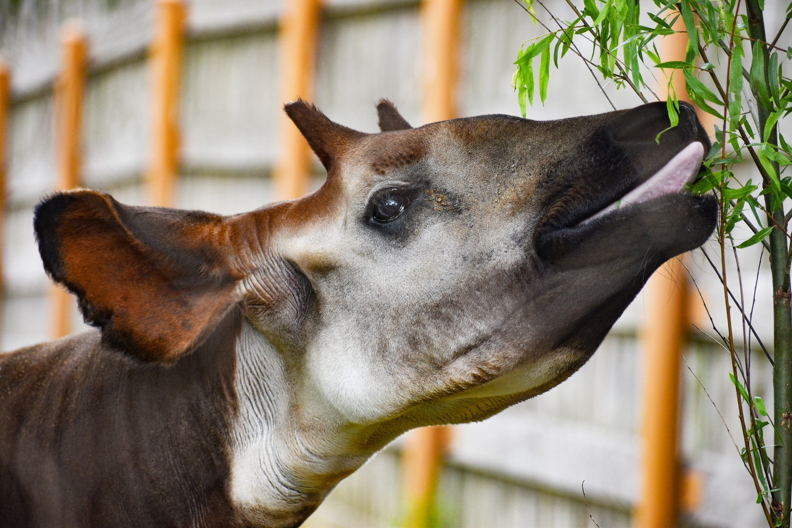 Apr. 2023 - Zambezi River Hippo Camp - Okapi