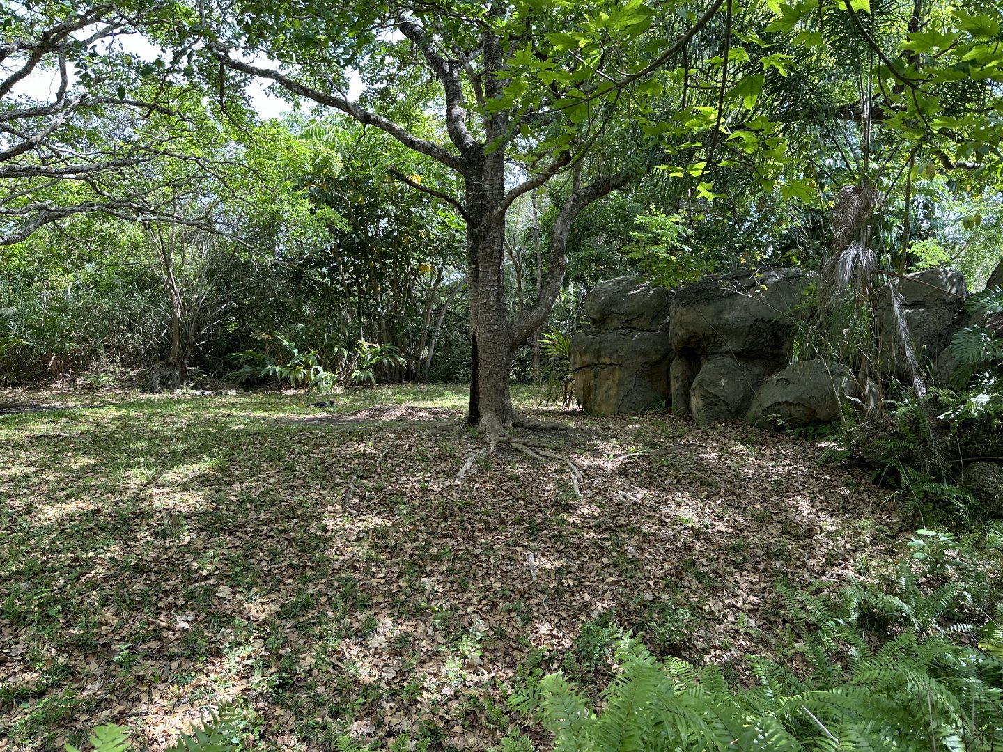 Apr. 2024 - Black-Crowned Crane Exhibit