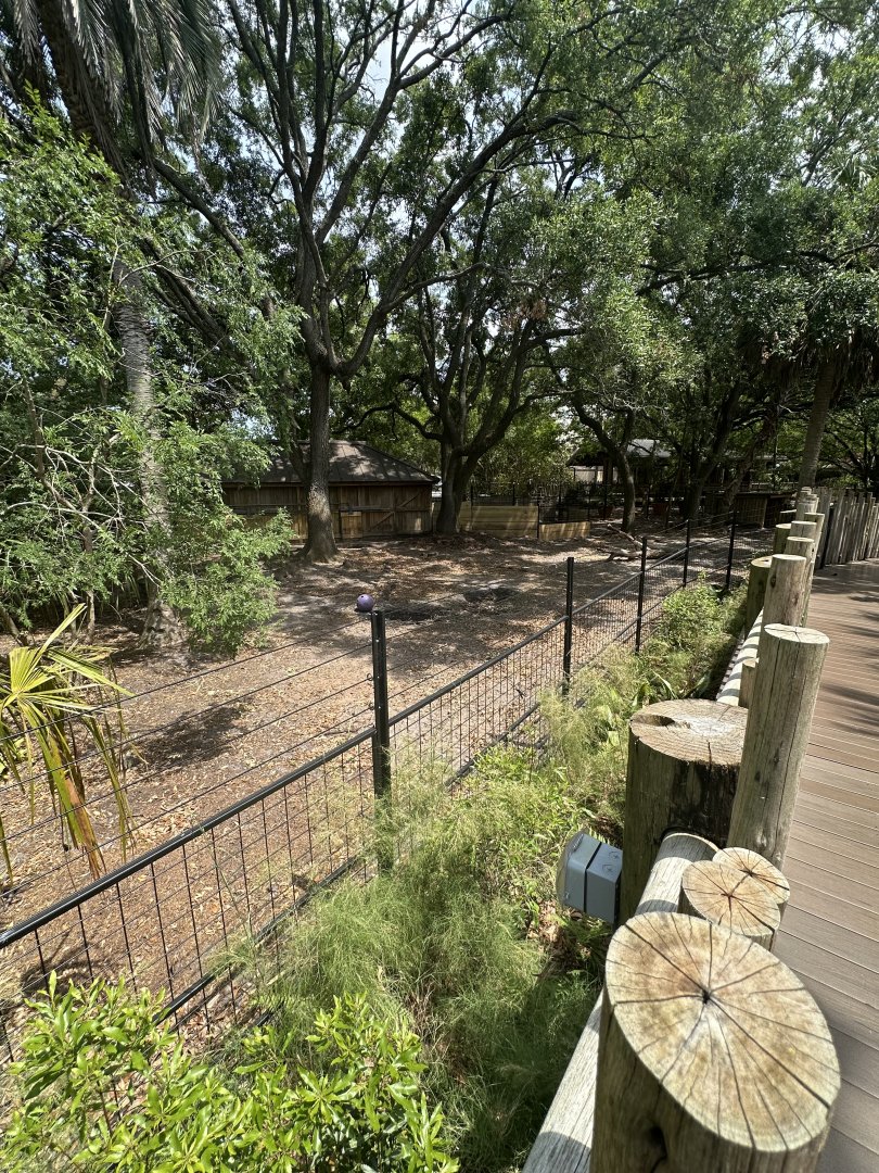 Apr. 2025 - Africa Loop - Common Warthog Enclosure