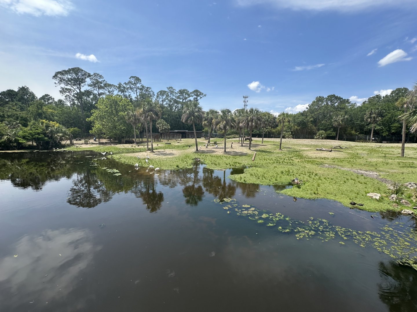 Apr. 2025 - Africa Loop - Rhino Savanna (2)