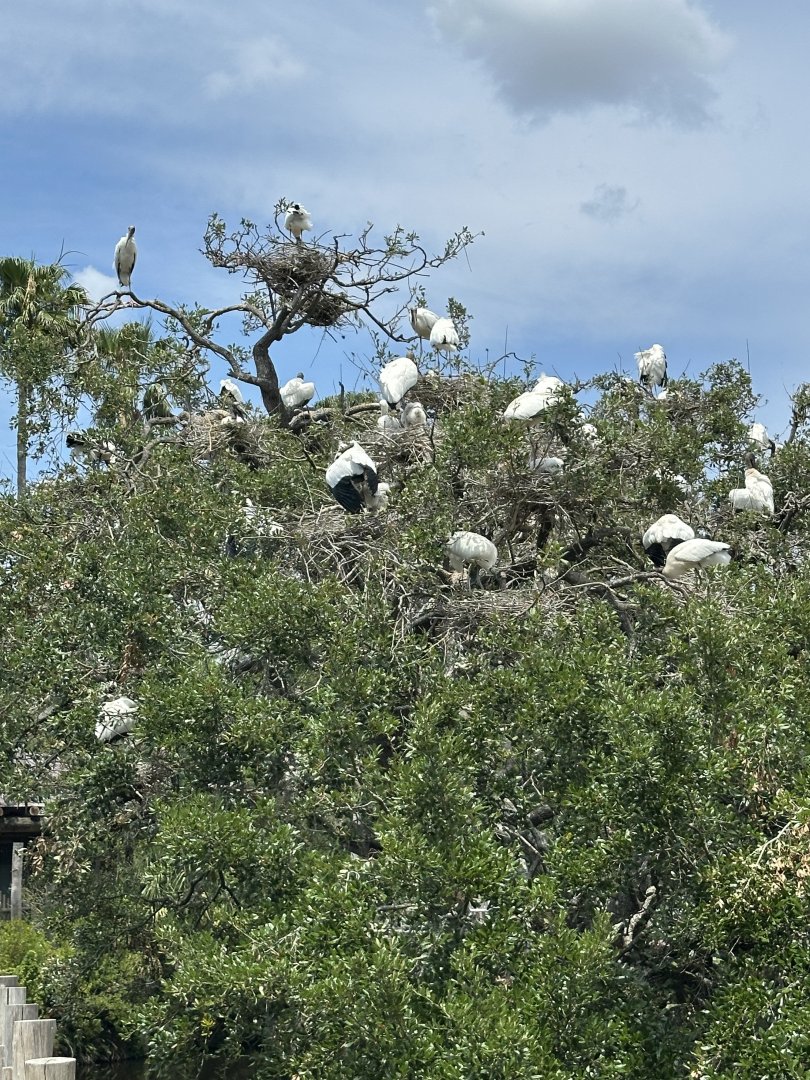 Apr. 2025 - Africa Loop - (Wild) Wood Stork Colony