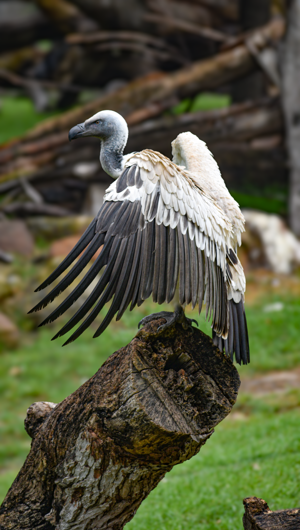 Apr. 2025 - African Savanna - Cape Vulture