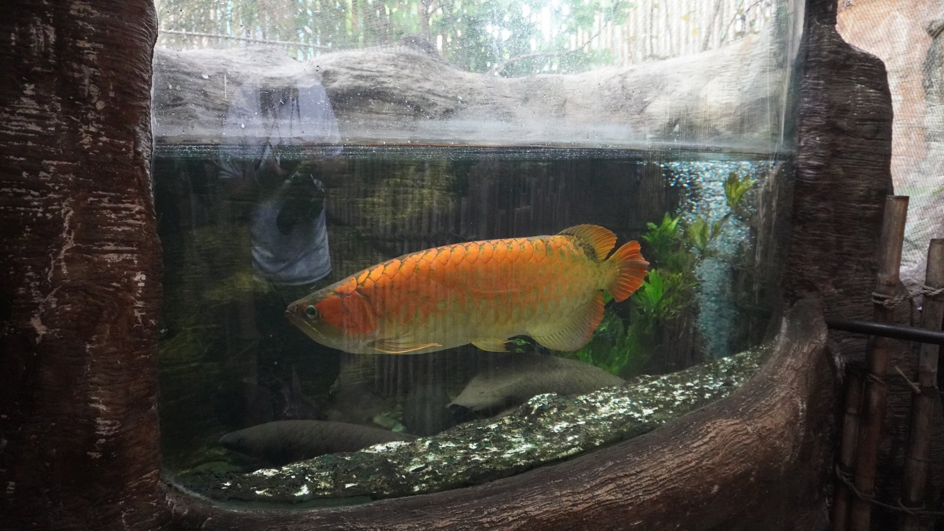 Apr. 2025 - Borneo - Asian Arowana & Australian Lungfish Exhibit