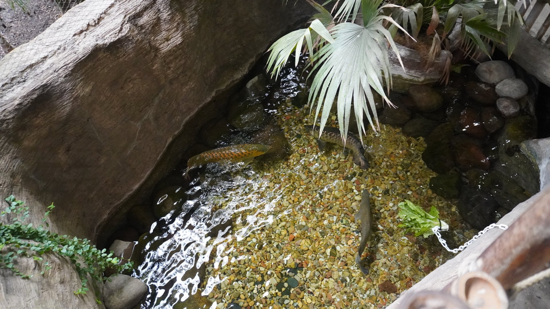 Apr. 2025 - Borneo - Asian Arowana Exhibit