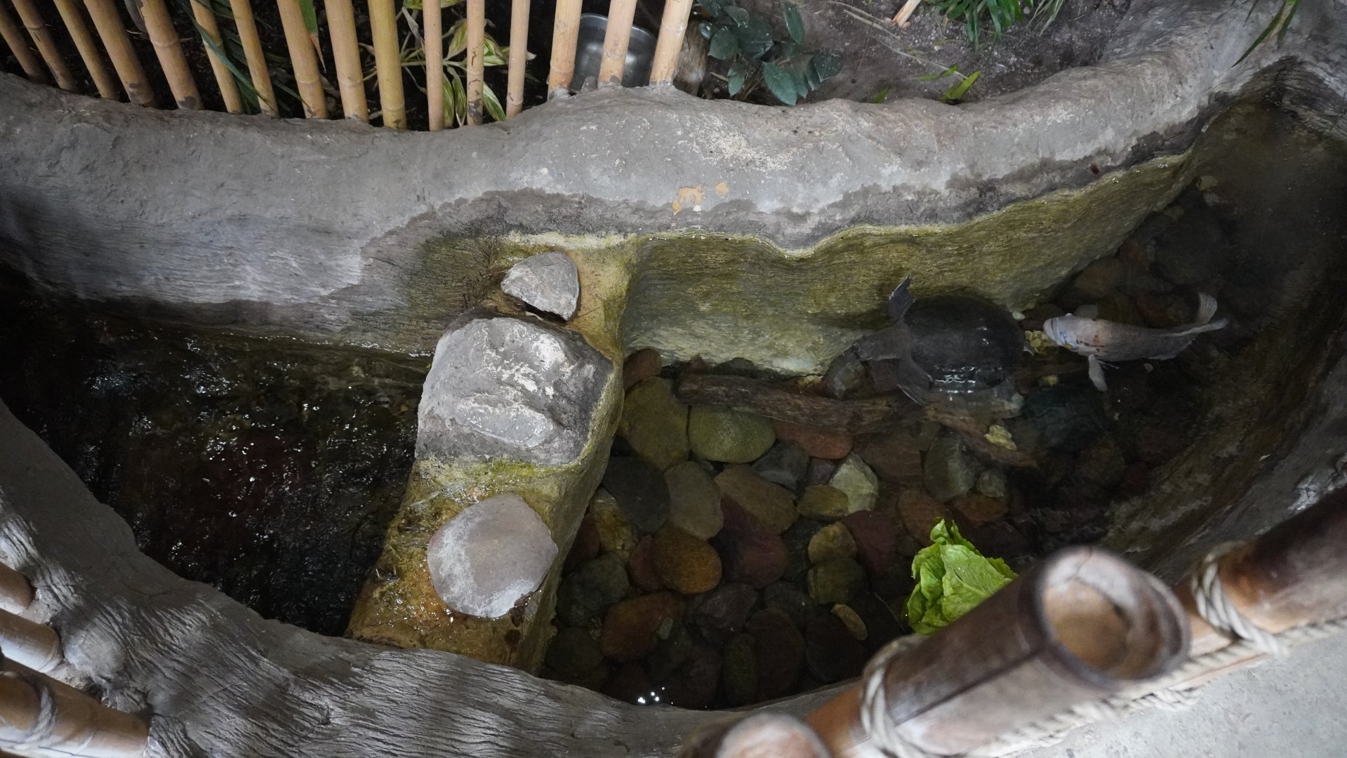 Apr. 2025 - Borneo - Fly River Turtle & Giant Gourami Exhibit