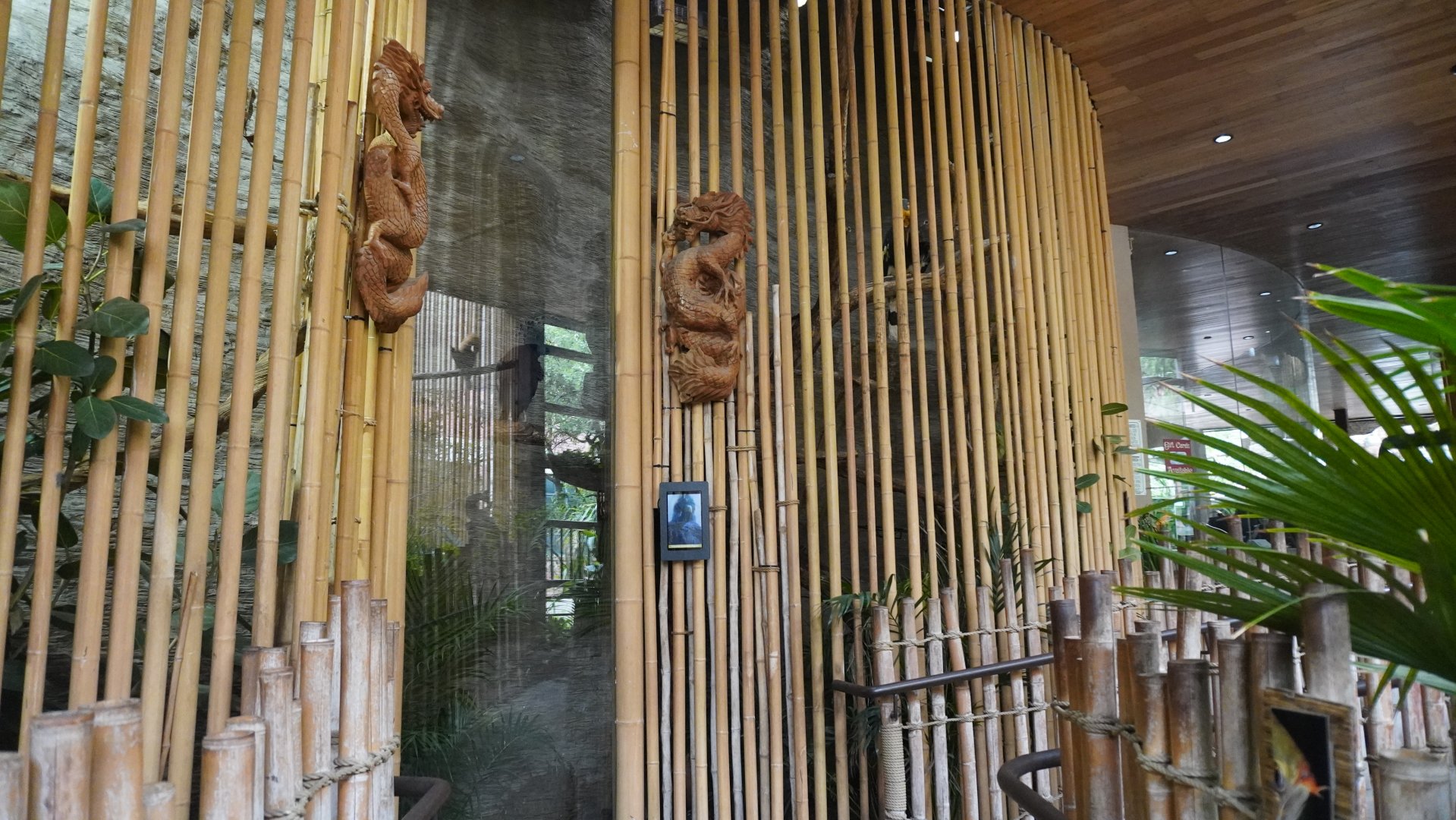 Apr. 2025 - Borneo - Great Indian Hornbill & Victoria Crowned Pigeon Exhibit