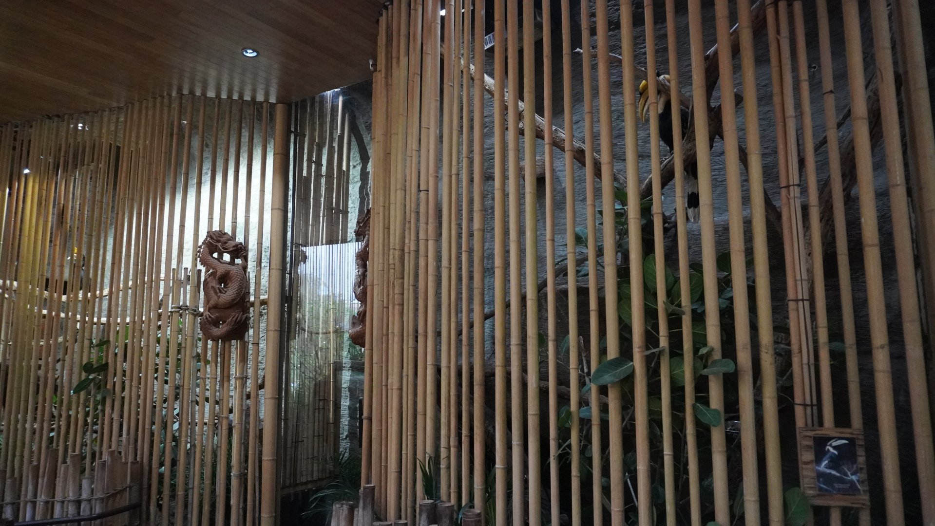 Apr. 2025 - Borneo - Great Indian Hornbill/Victoria Crowned Pigeon + Rhino Hornbill/Great Argus Exhibits