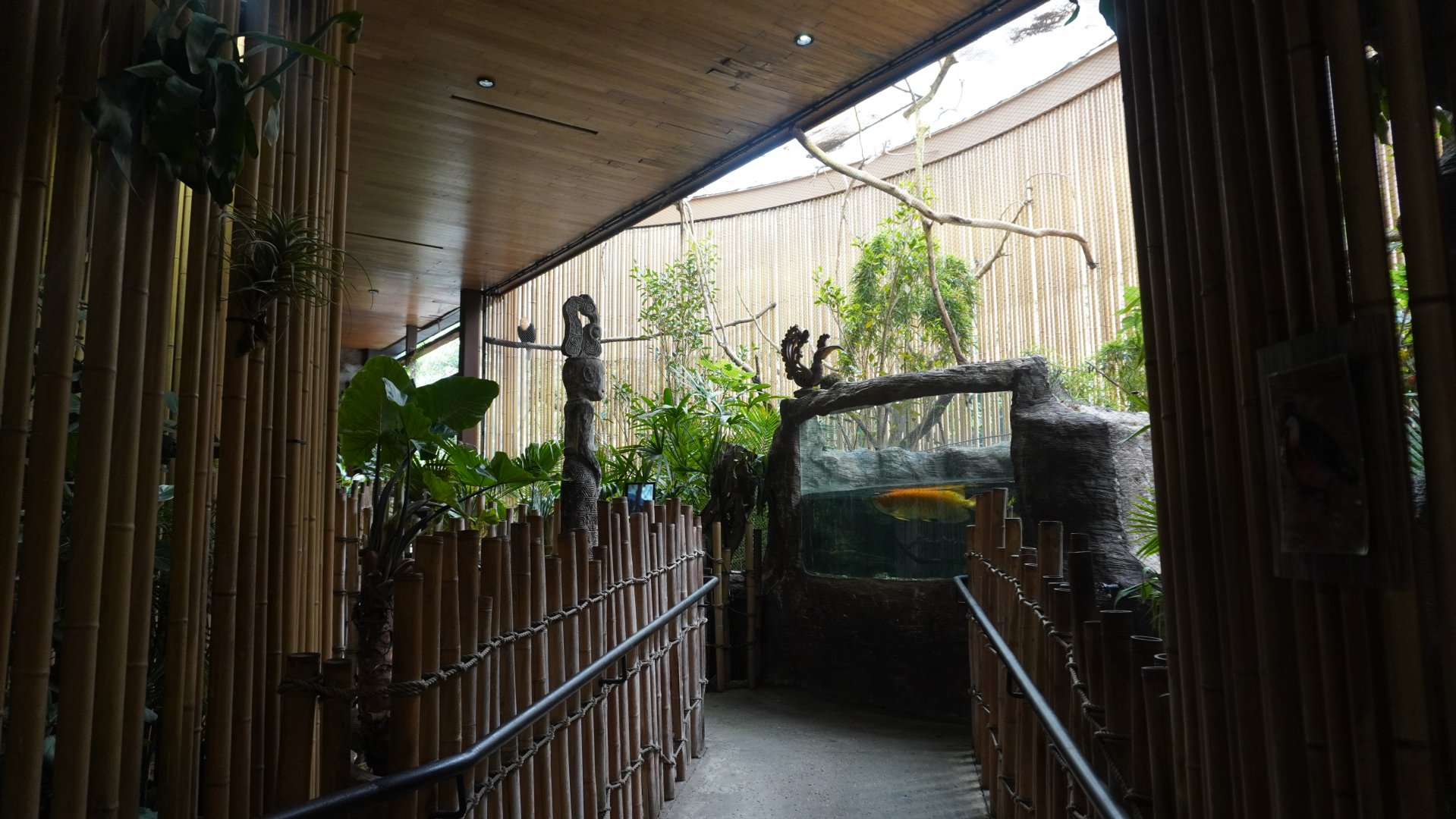 Apr. 2025 - Borneo - Hornbill + Arowana Exhibits