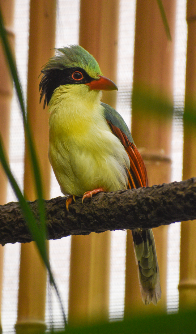 Apr. 2025 - Borneo - Indochinese Green Magpie