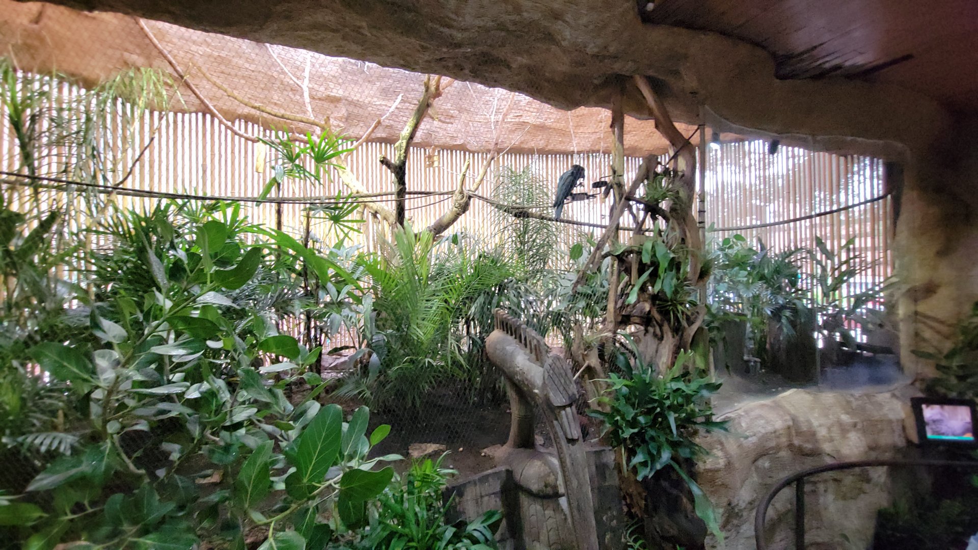 Apr. 2025 - Borneo - Palm Cockatoo + Other Exhibit