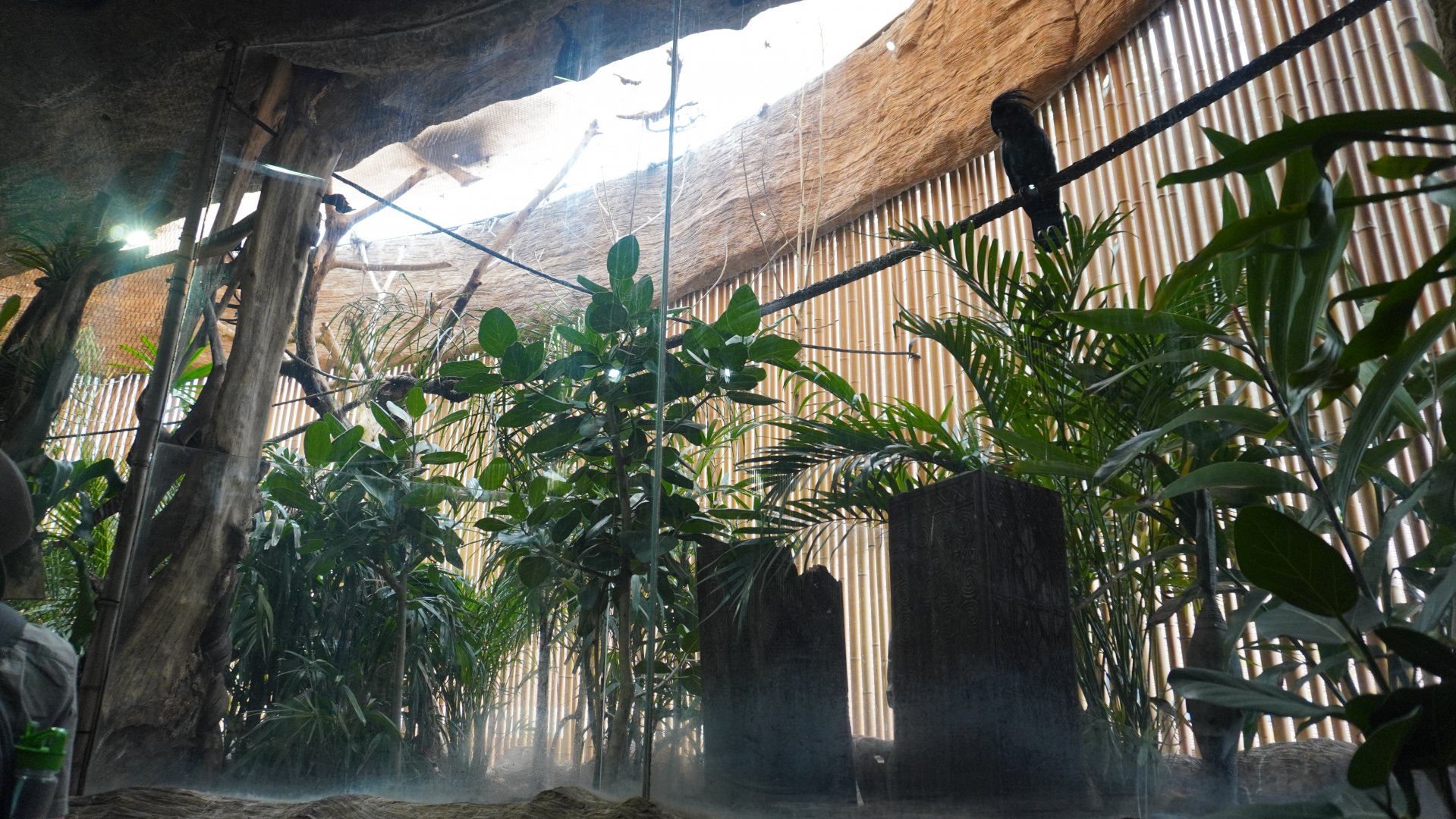 Apr. 2025 - Borneo - Palm Cockatoo + Others Exhibit