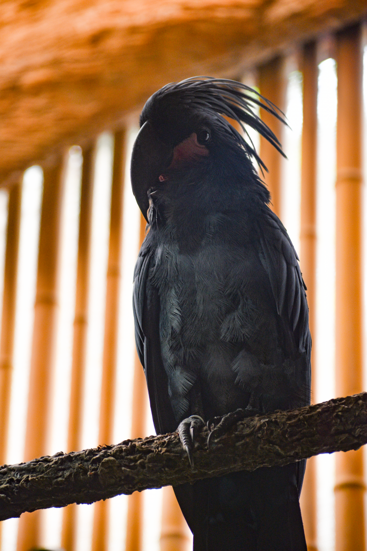 Apr. 2025 - Borneo - Palm Cockatoo