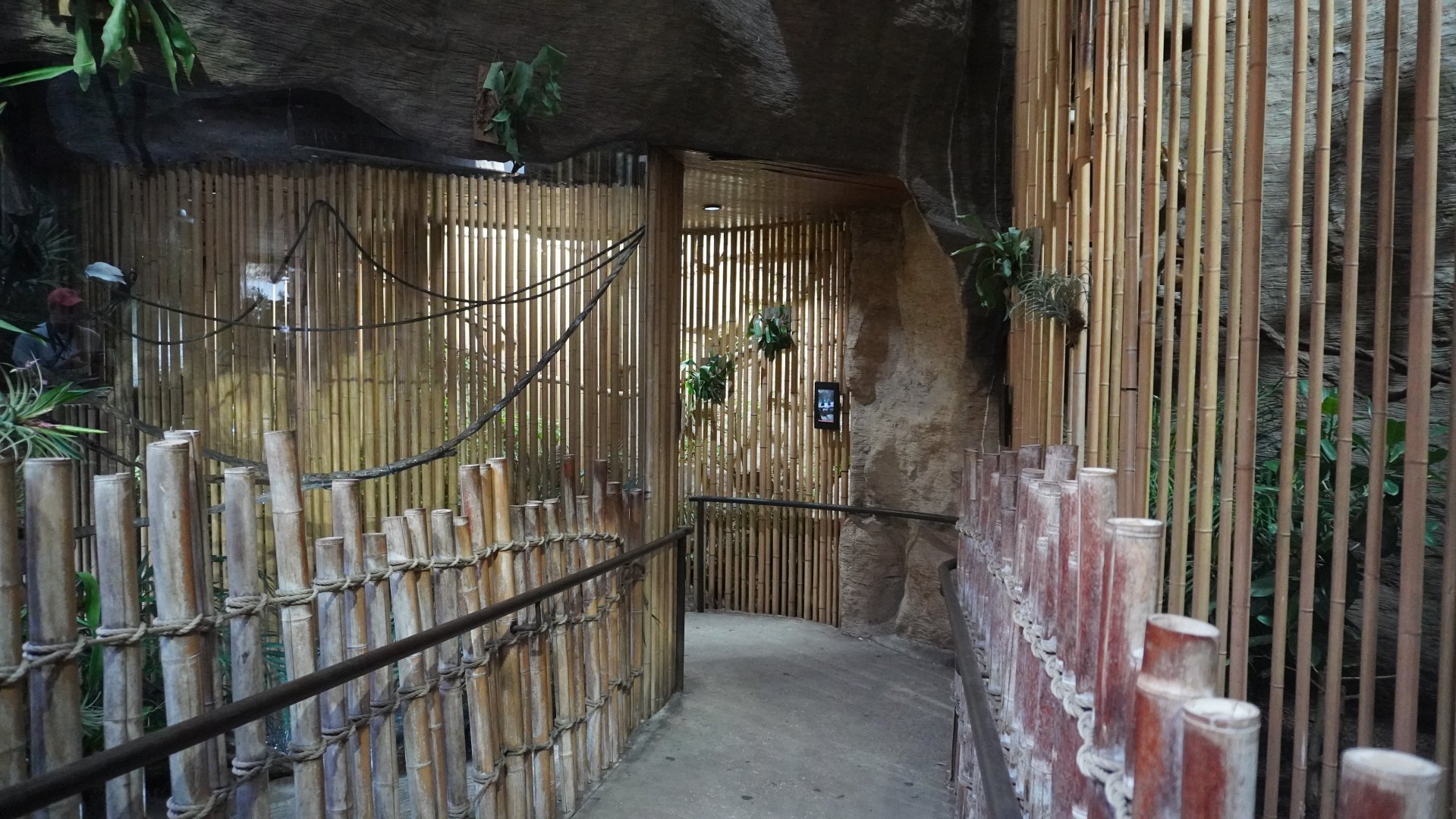 Apr. 2025 - Borneo - Red-tailed Black Cockatoo Exhibit