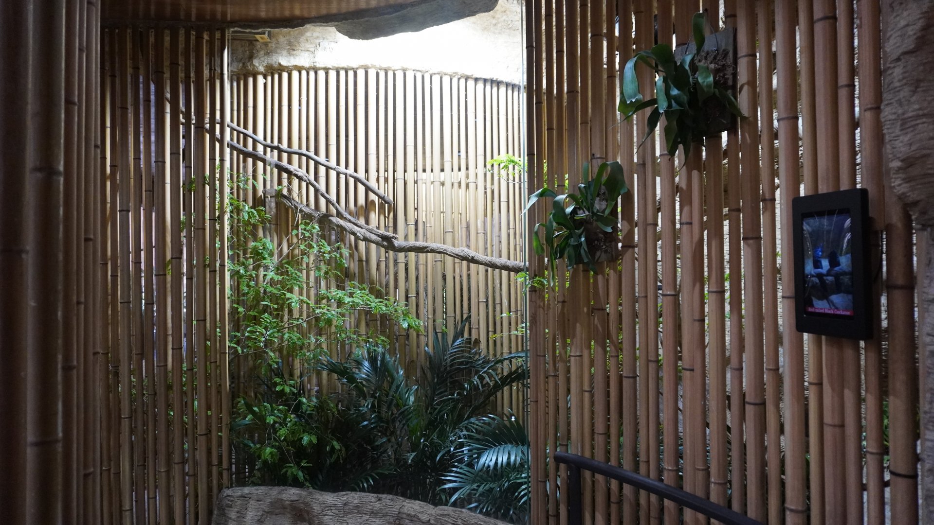 Apr. 2025 - Borneo - Red-tailed Black Cockatoo Exhibit