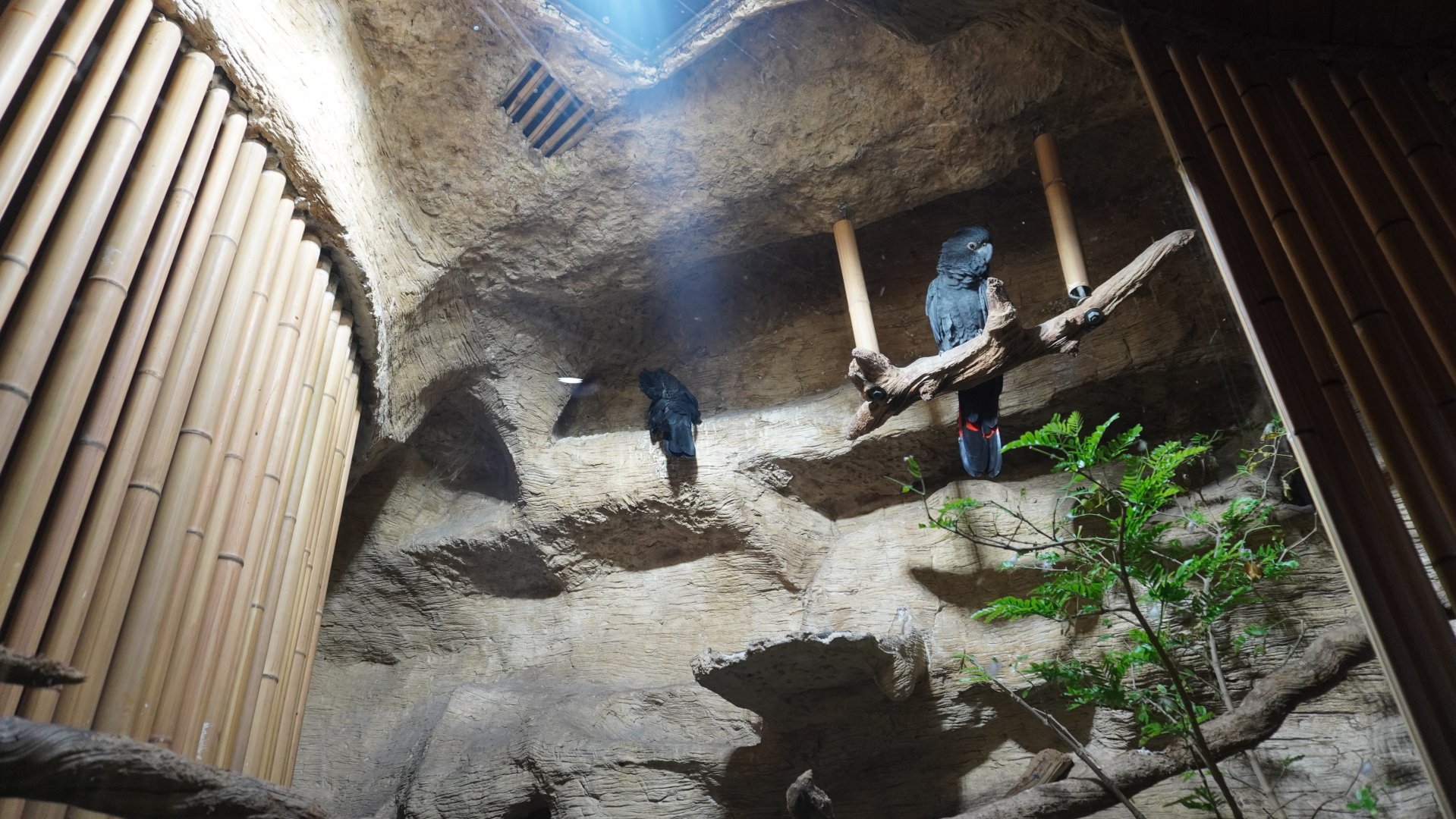 Apr. 2025 - Borneo - Red-tailed Black Cockatoo Exhibit
