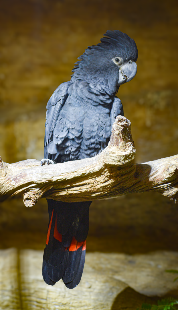 Apr. 2025 - Borneo - Red-tailed Black Cockatoo