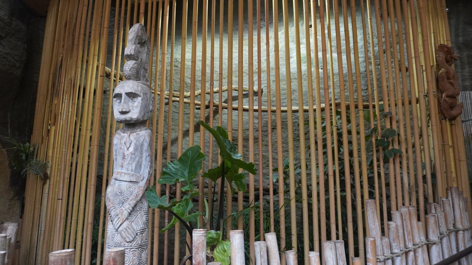 Apr. 2025 - Borneo - Rhinoceros Hornbill & Great Argus Exhibit