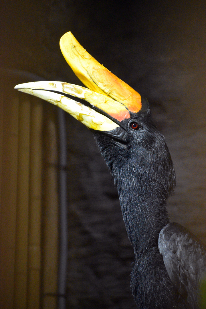 Apr. 2025 - Borneo - Rhinoceros Hornbill