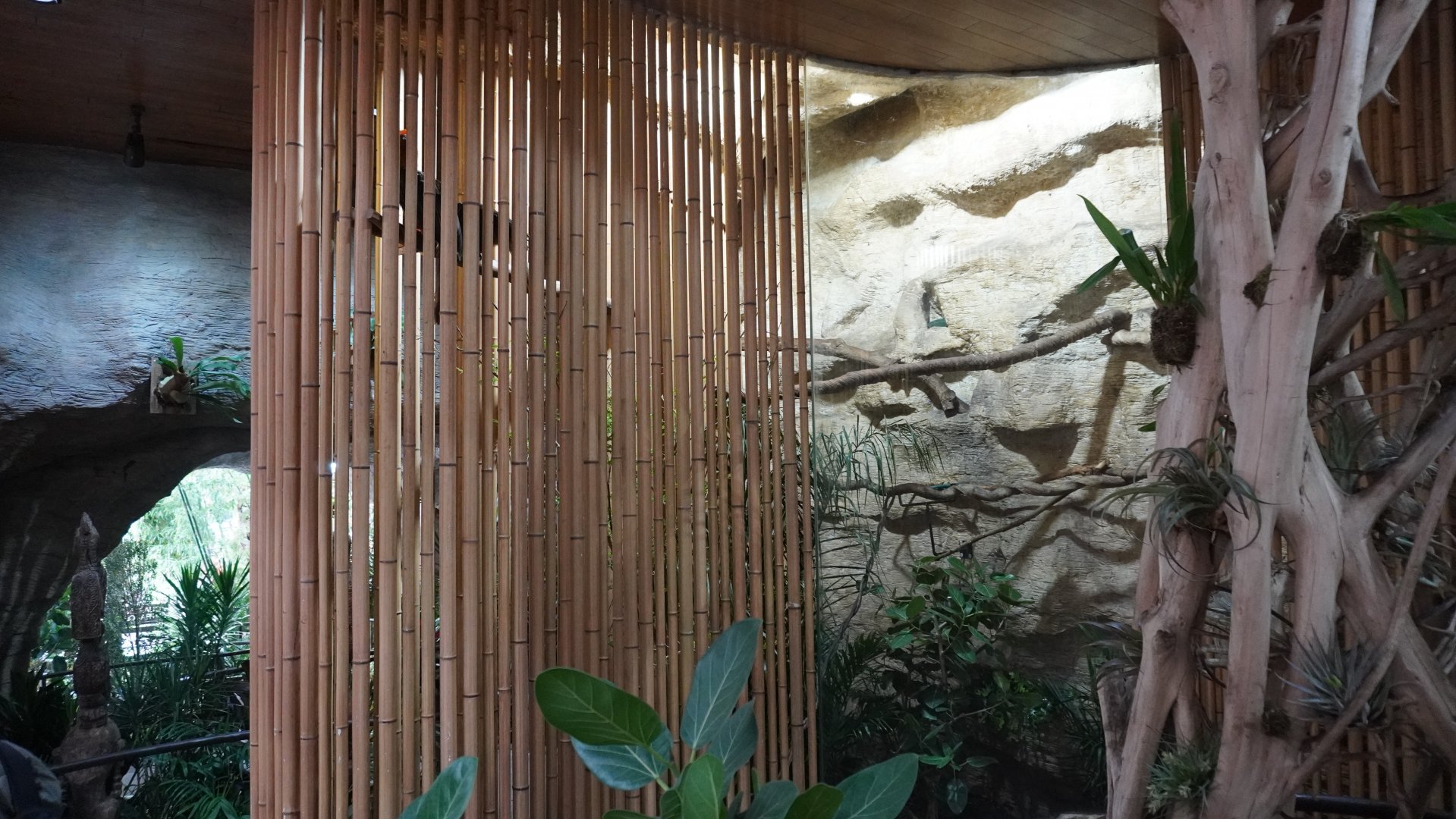 Apr. 2025 - Borneo - Rufous Hornbill Exhibit