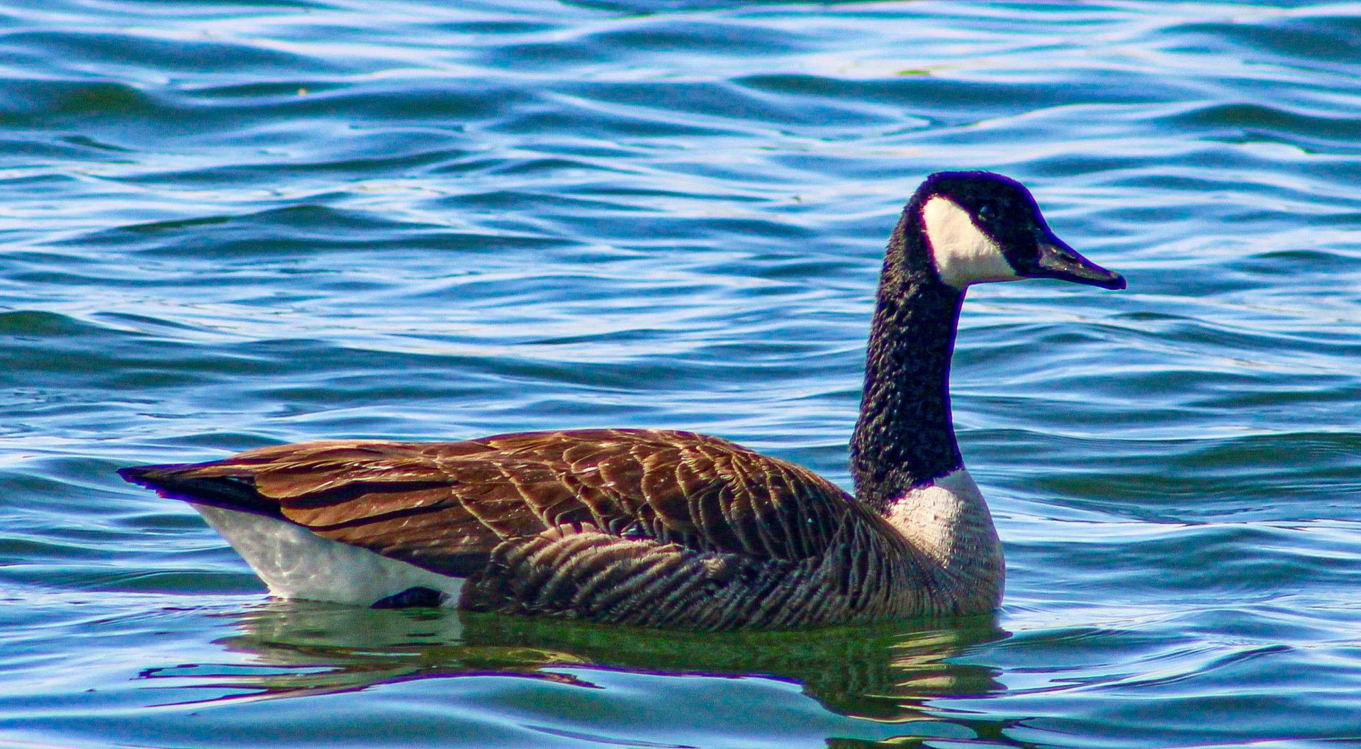 Apr. 2025 - Canada Goose