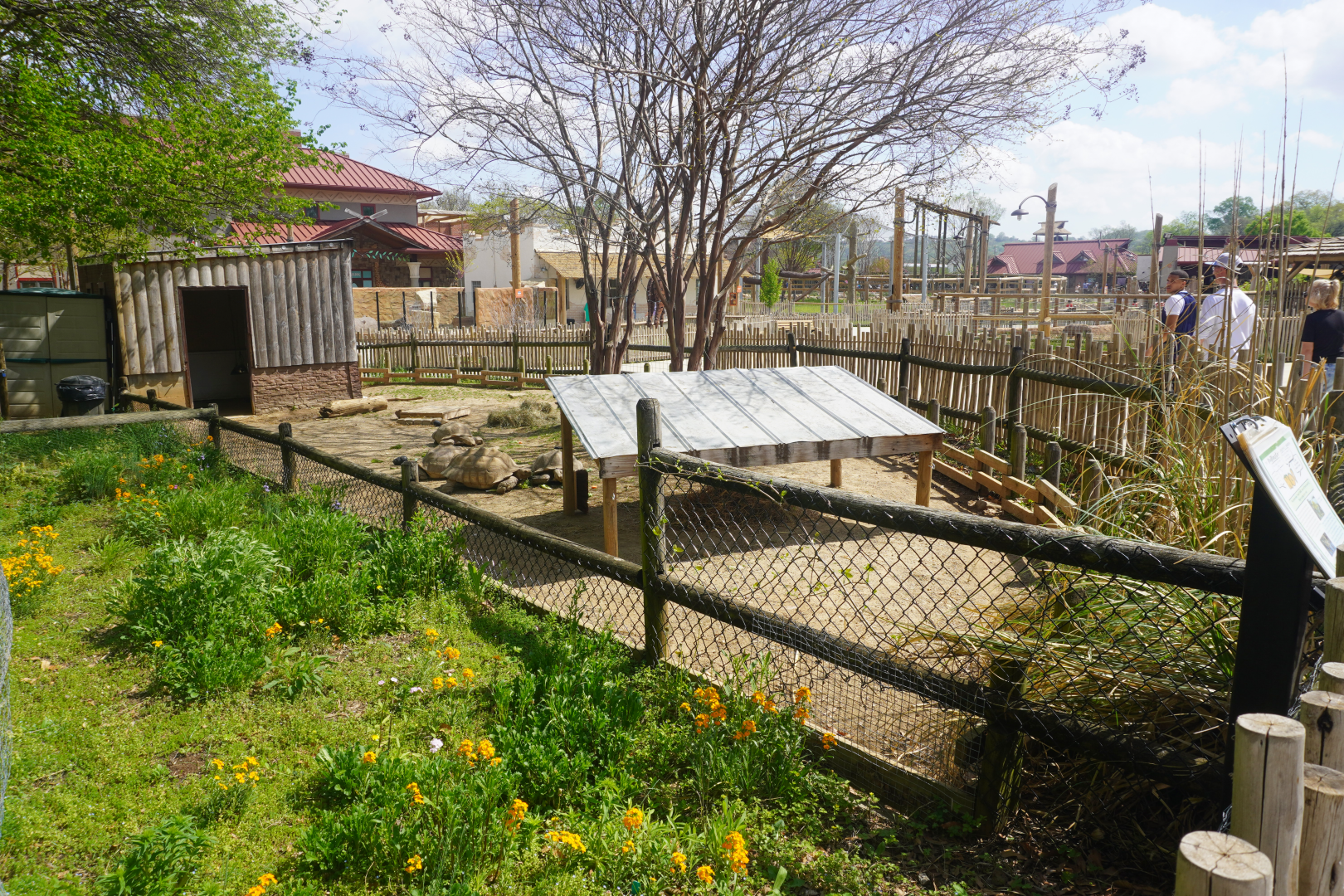 Apr. 2025 - Cape of Africa - African Spurred Tortoise Exhibit