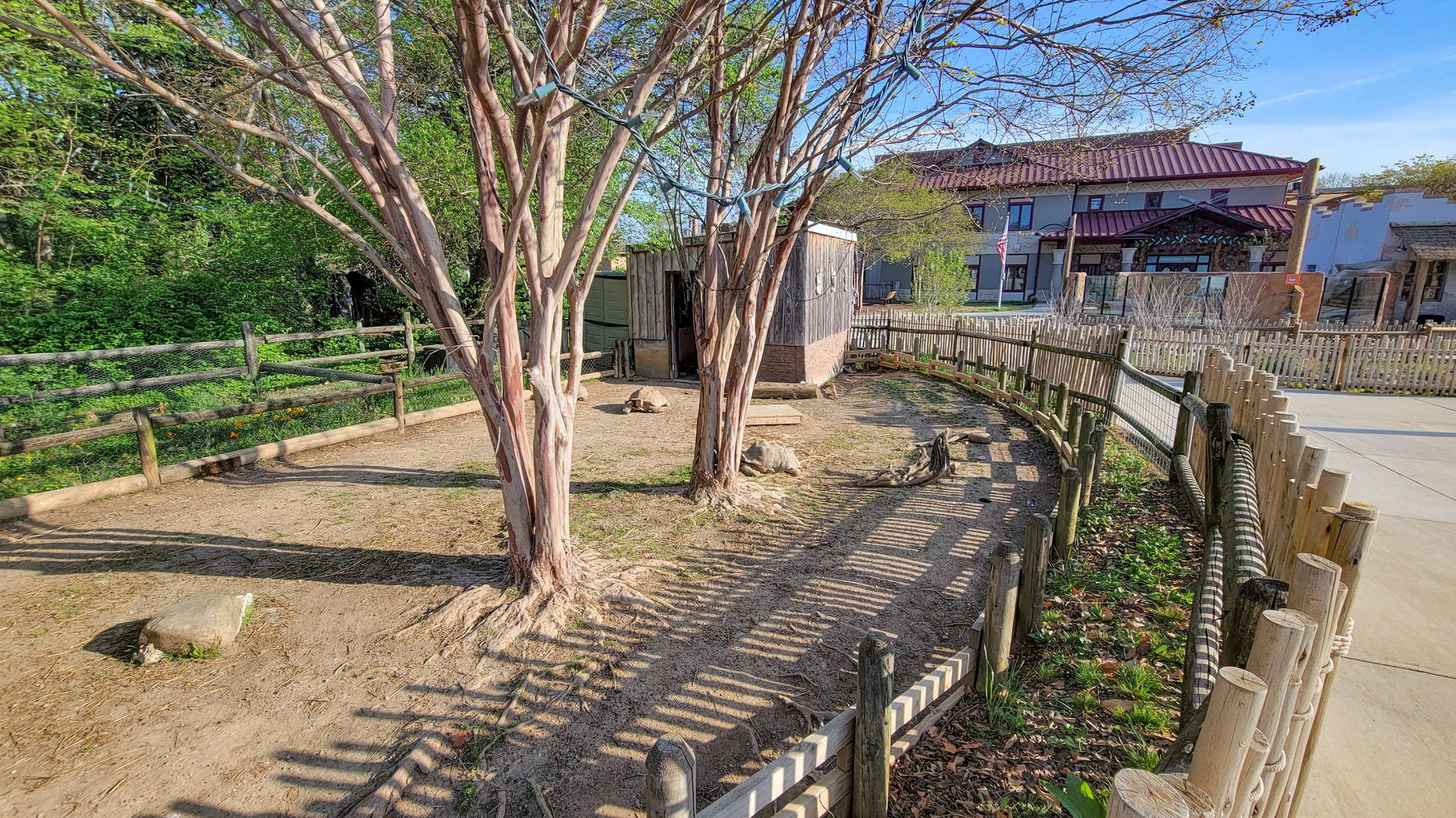 Apr. 2025 - Cape of Africa - African Spurred Tortoise Exhibit