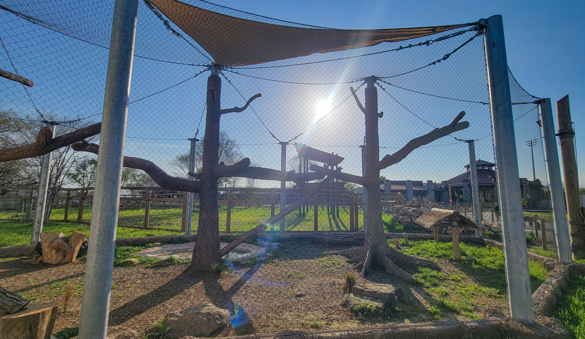 Apr. 2025 - Cape of Africa - Caracal/Serval Exhibit (Rotate)