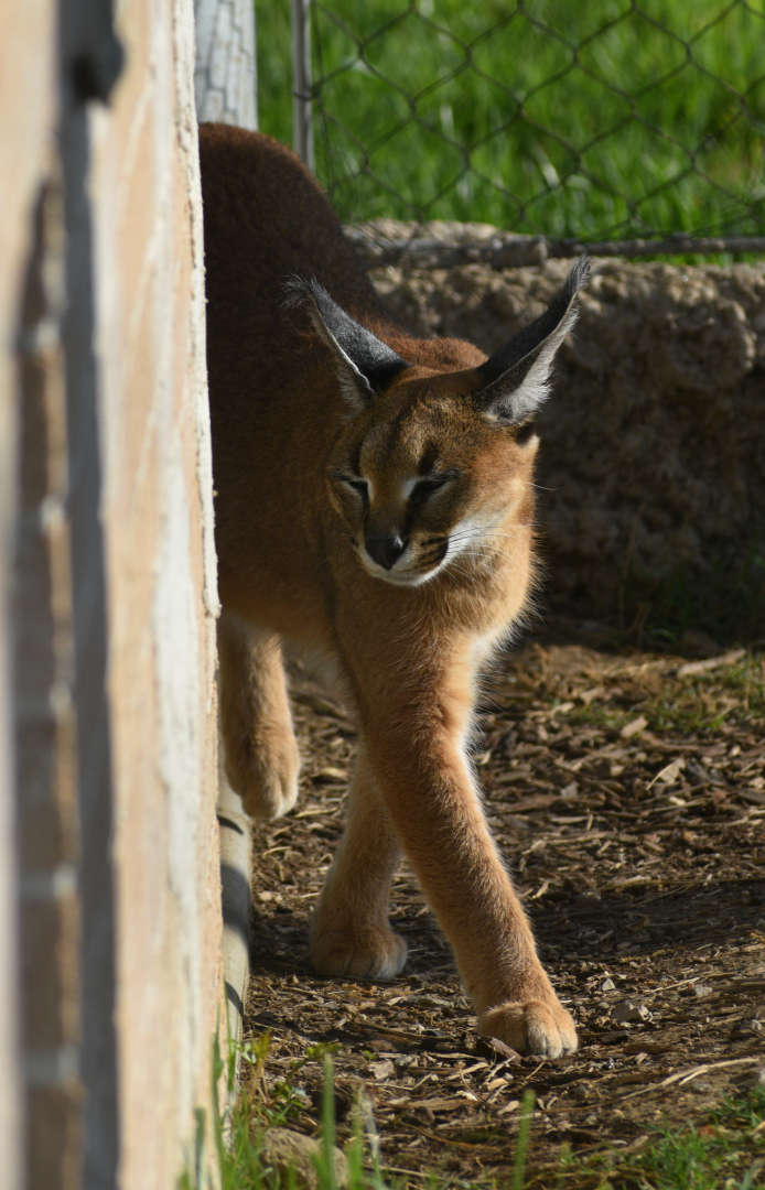 Apr. 2025 - Cape of Africa - Caracal