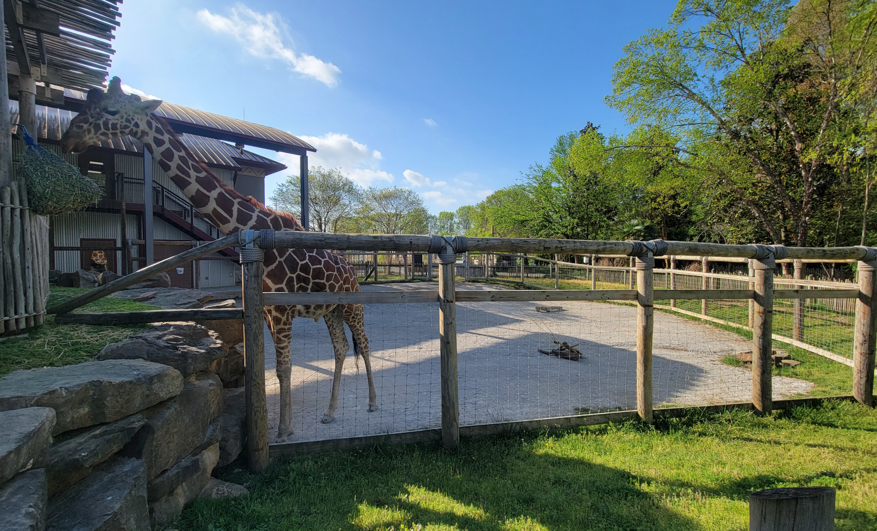 Apr. 2025 - Cape of Africa - Giraffe Smaller Exhibit