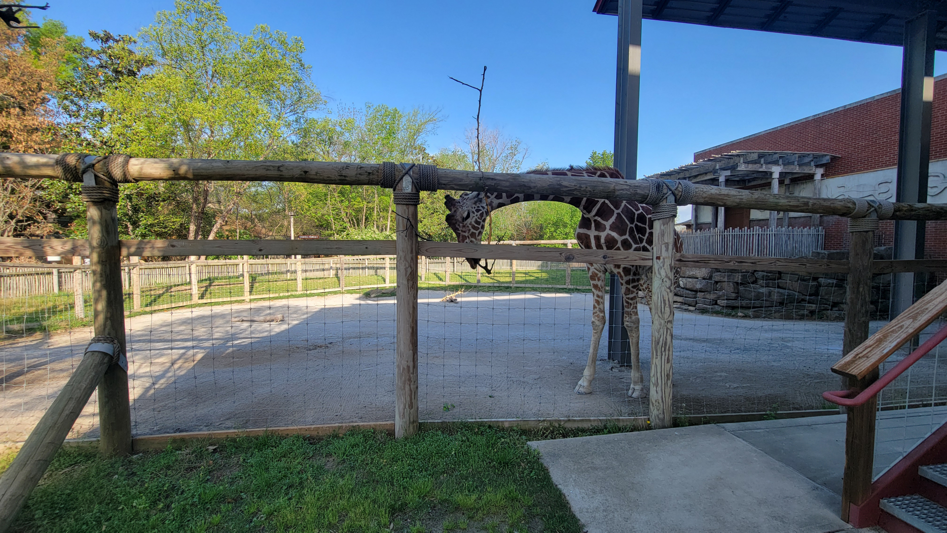 Apr. 2025 - Cape of Africa - Giraffe Smaller Exhibit
