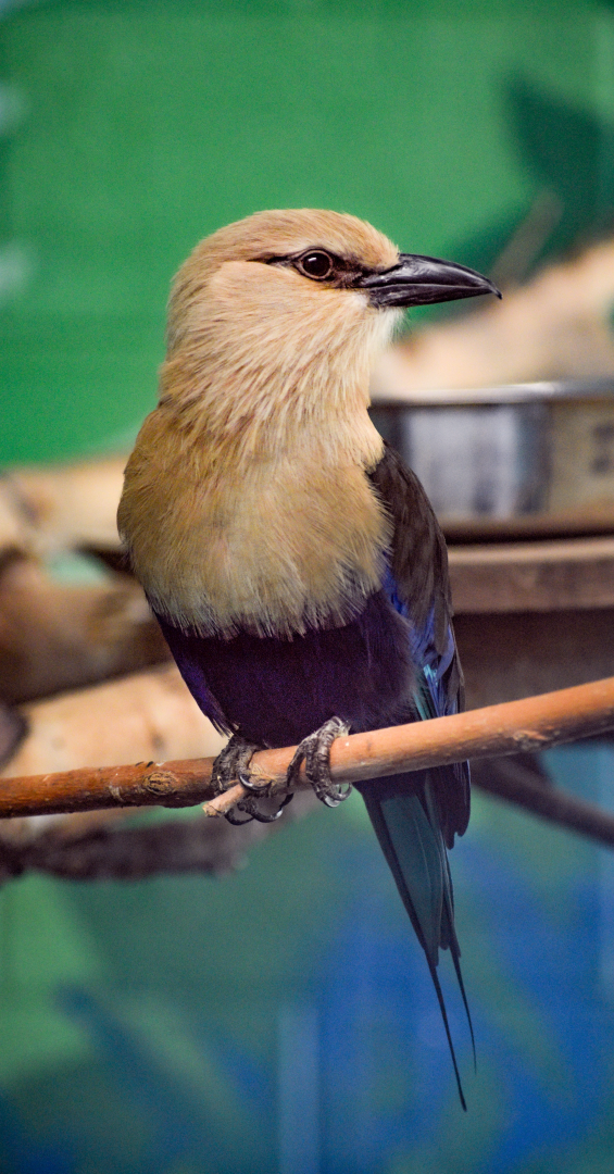 Apr. 2025 - Cape of Africa - Makazi Ya Twiga - Blue-bellied Roller