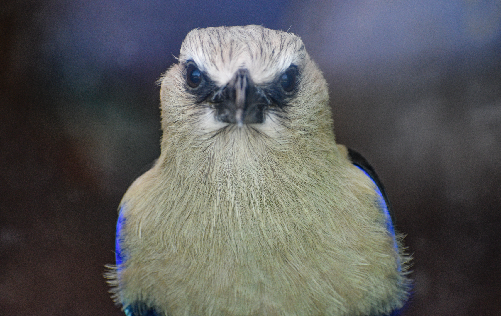 Apr. 2025 - Cape of Africa - Makazi Ya Twiga - Blue-bellied Roller