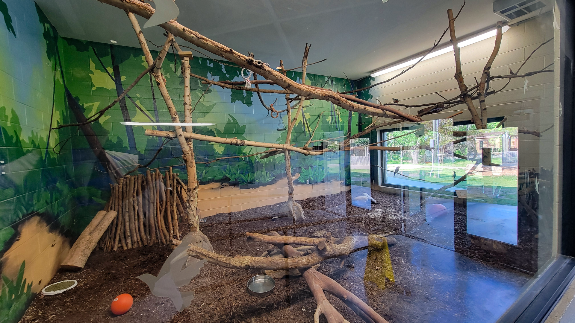 Apr. 2025 - Cape of Africa - Makazi Ya Twiga - Blue Duiker/Superb Starling/Blue-bellied Roller Exhibit