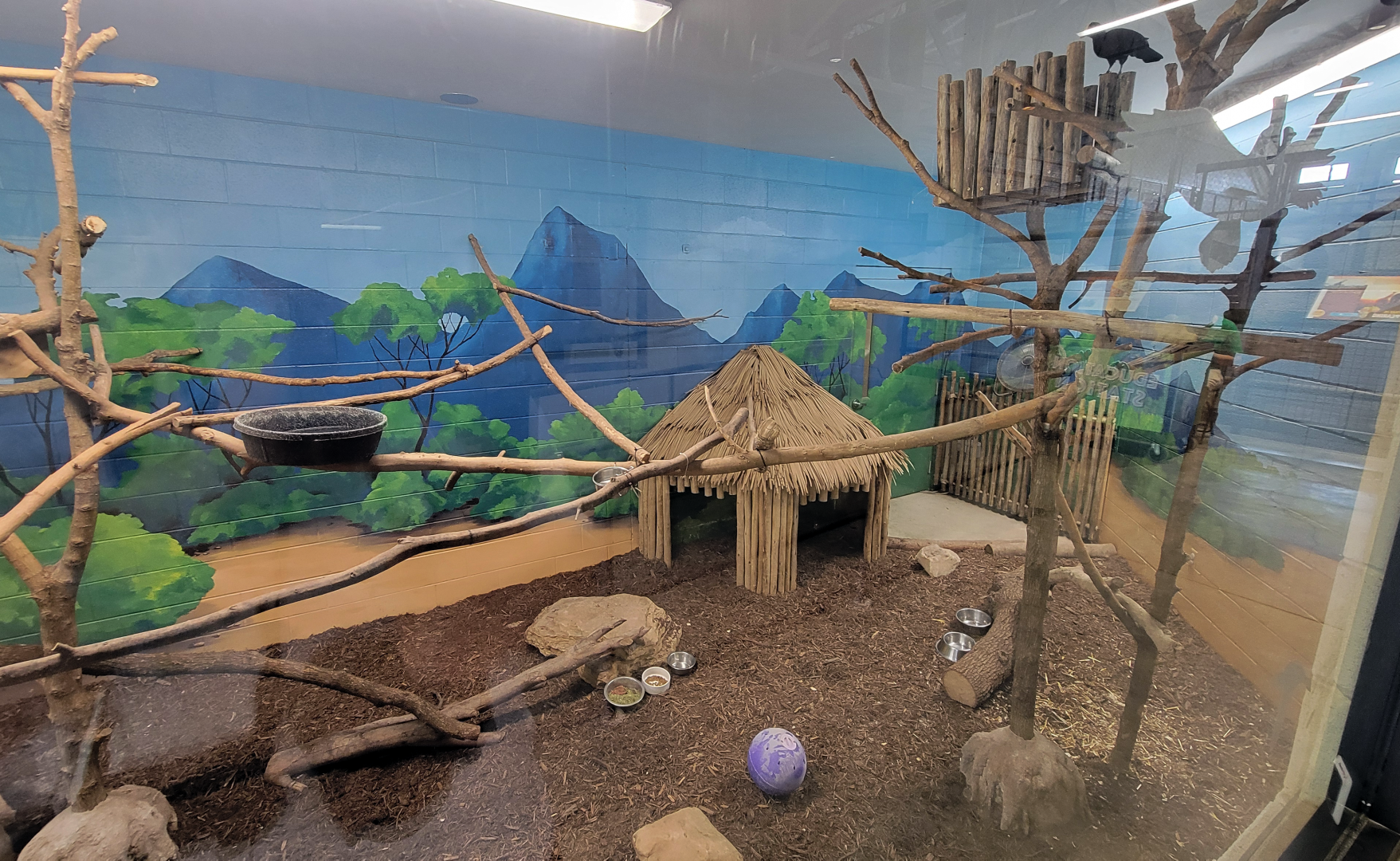 Apr. 2025 - Cape of Africa - Makazi Ya Twiga - Blue Duiker/Violet Turaco Exhibit