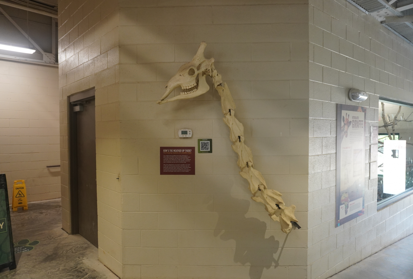 Apr. 2025 - Cape of Africa - Makazi Ya Twiga - Giraffe Skeleton