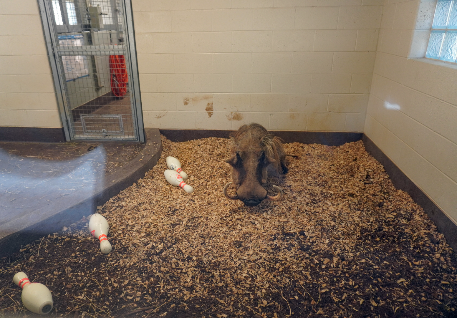 Apr. 2025 - Cape of Africa - Warthog Indoor Exhibit