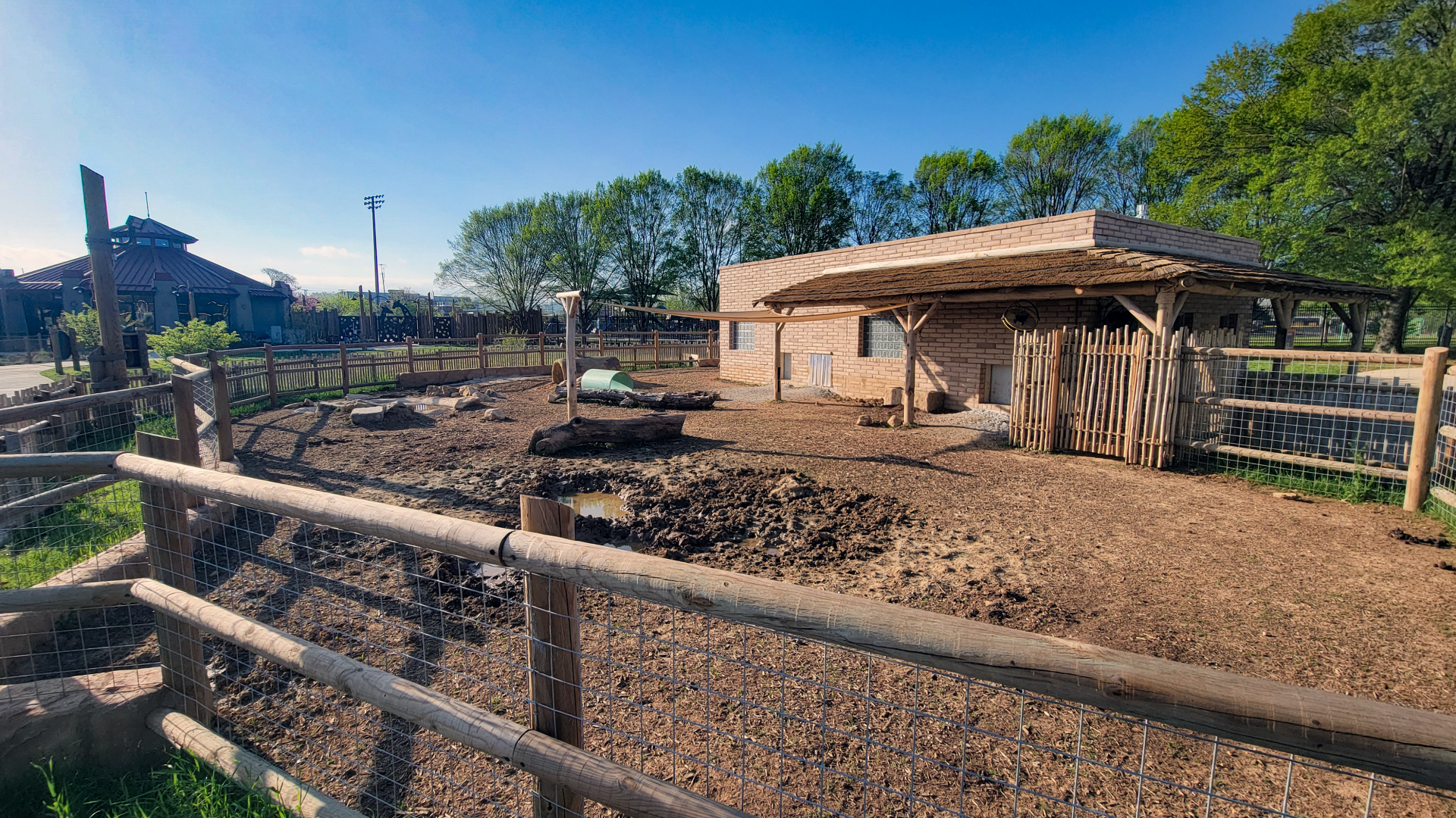 Apr. 2025 - Cape of Africa - Warthog Outdoor Exhibit