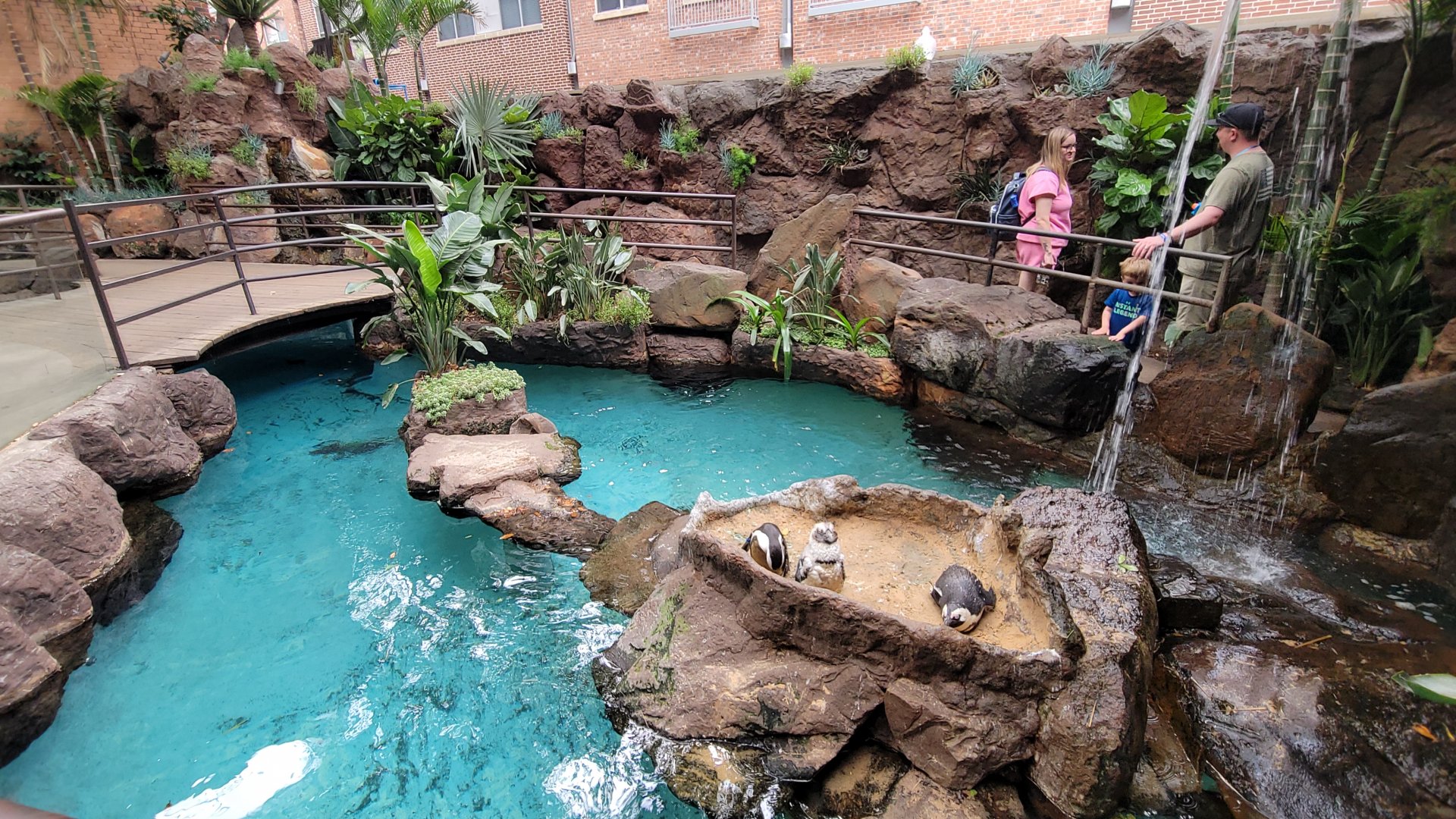 Apr. 2025 - Cape of Good Hope - African Penguin Exhibit