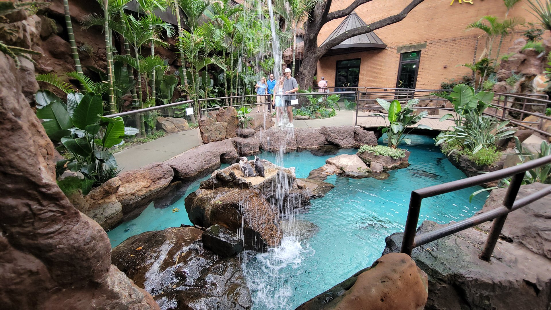 Apr. 2025 - Cape of Good Hope - African Penguin Exhibit